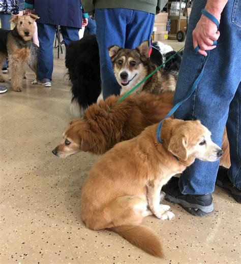 Brown county humane society - Limited to the first 400 Brown County pets (cat or dogs) that show up that day. BCHS conducts an annual Rabies and Vaccine Clinic. This clinic provides an opportunity for Brown County residents to get these vaccines at a very low cost. It’s a service provided through our Serving Pets Outreach Team (SPOT) to ensure …